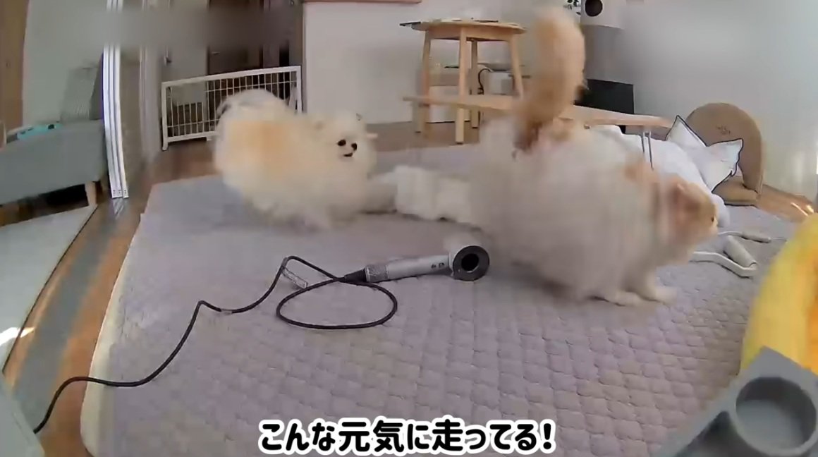 追いかけっこをする犬と猫