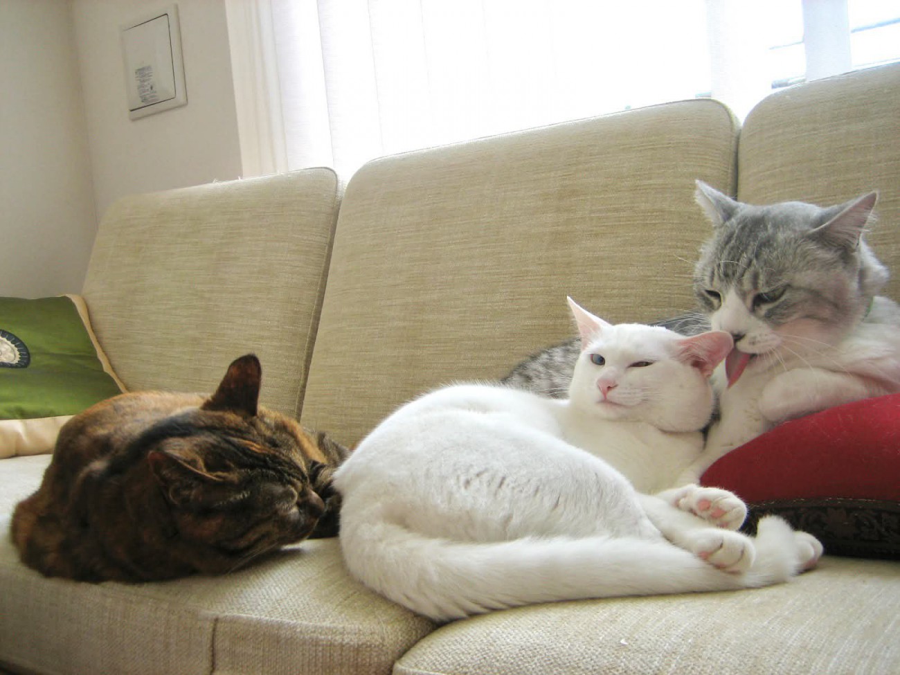 3匹の猫