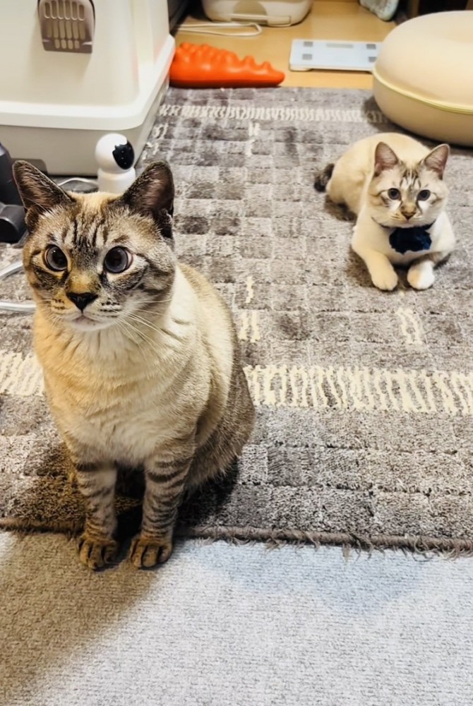 カーペットでくつろぐ2匹のシャムミックス