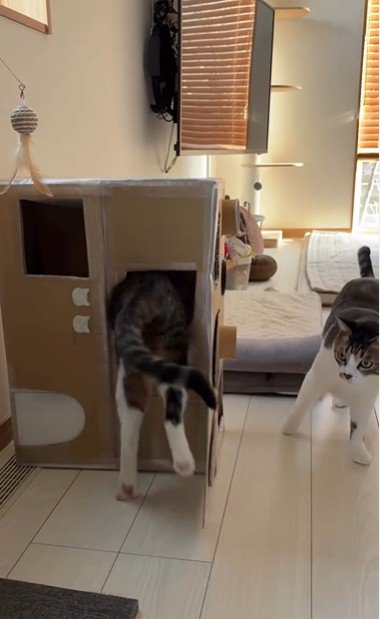 段ボールハウスの中に入ろうとしている猫とそれを見ている猫