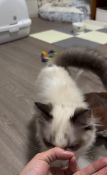 手のひらの上におやつを乗せた人とそれを見ている猫