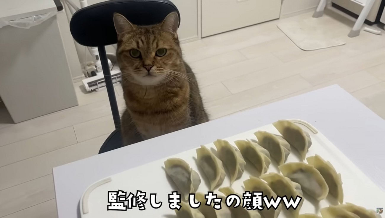 椅子に座っている猫