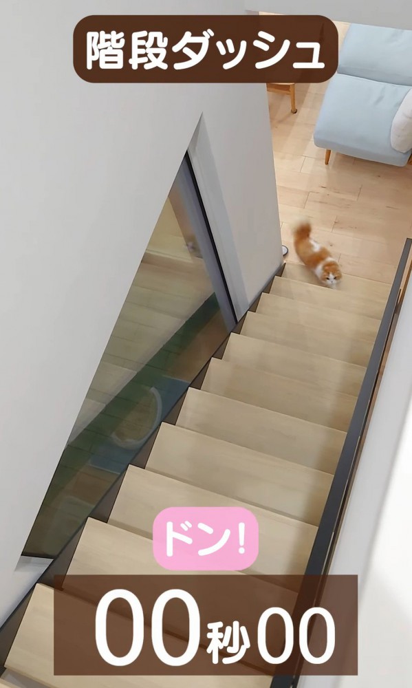 階段下にいる猫
