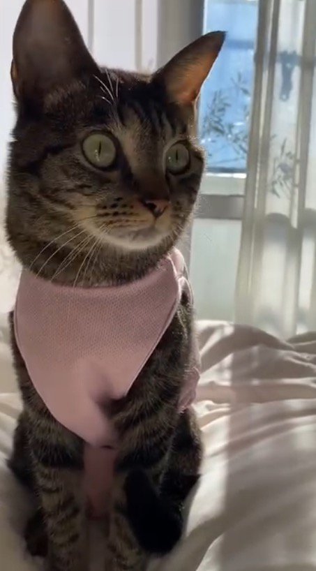 飼い主のそばに座る猫