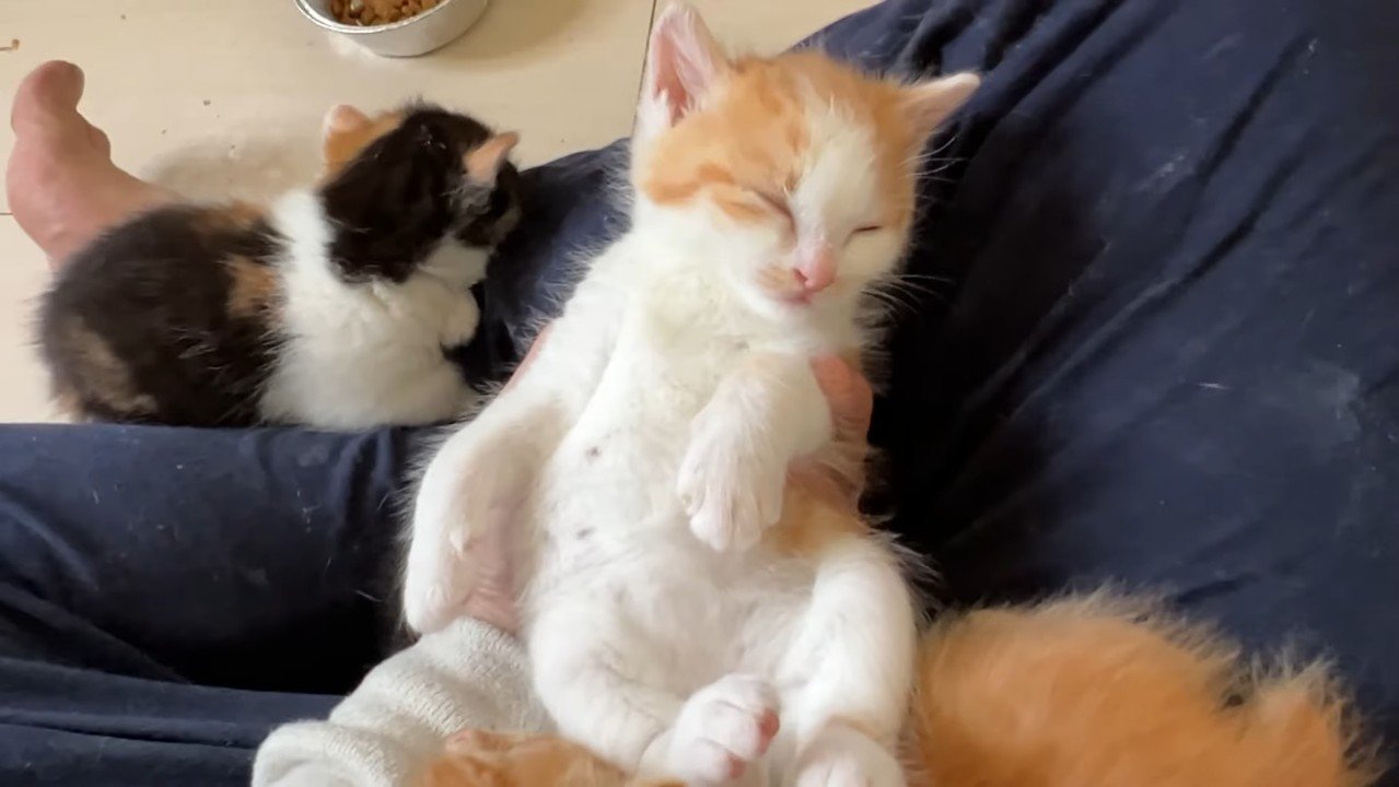 手の上でねんね