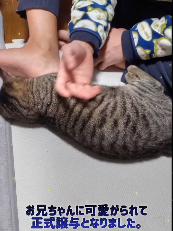 なでられて横になる子猫