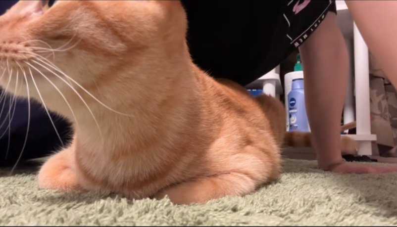 体の下にいる猫