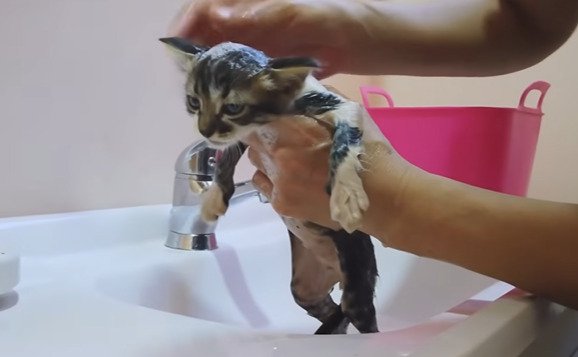 シャンプーされる子猫