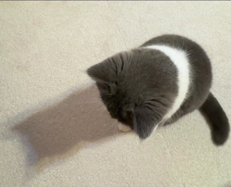 座って床を見ている猫