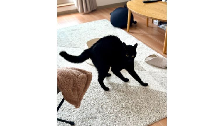 やんのかポーズの猫