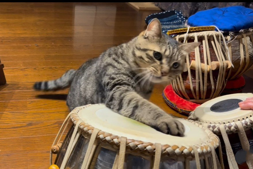 猫パンチをする猫