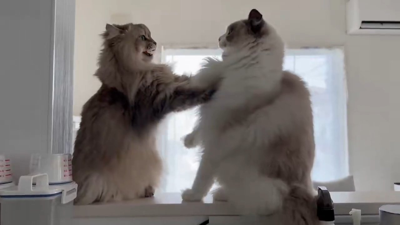 向かい合う2匹の猫