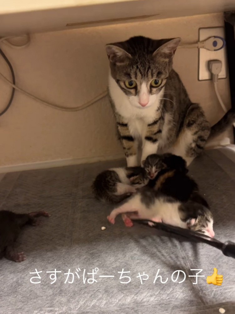 フライ返しを見つめる猫