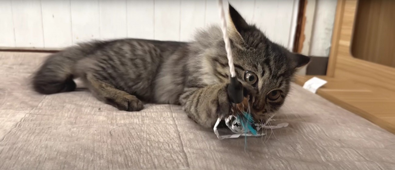 遊んでいる子猫たち