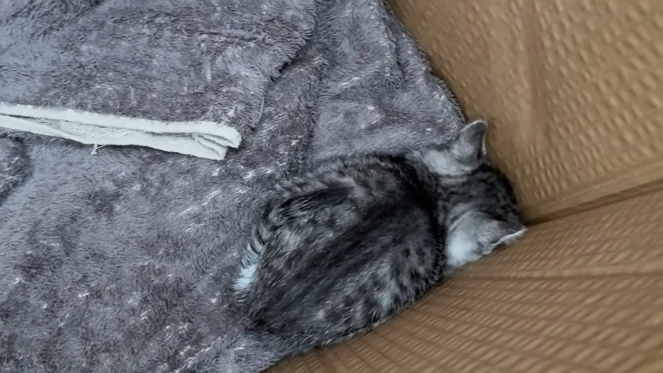 小さくなって顔を隠す子猫