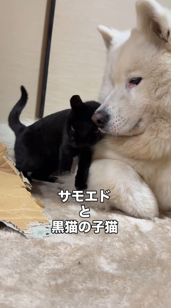 犬に頭をすり寄せる子猫