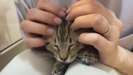 なでられている猫