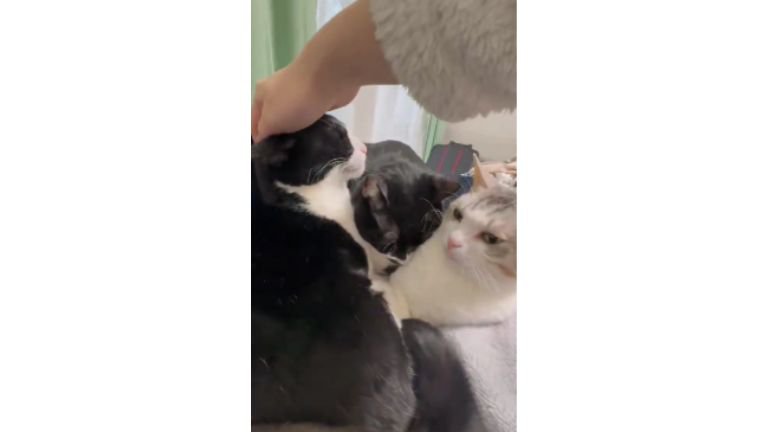 集まっている猫