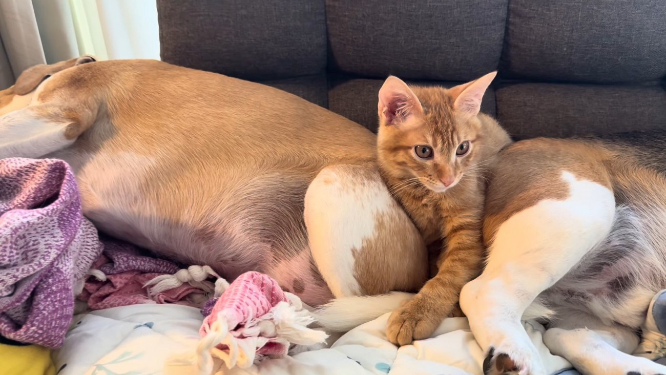 2匹の犬に挟まれた猫