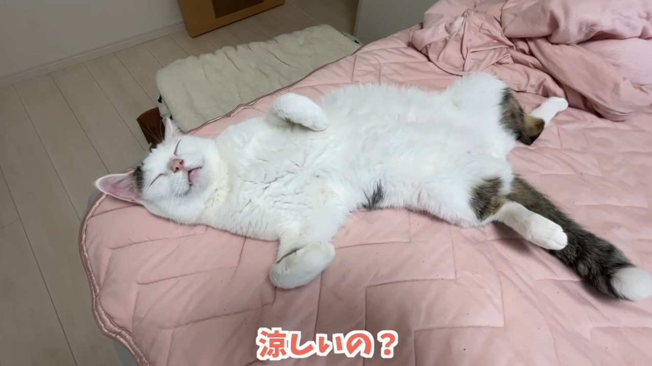 仰向けで寝ている猫
