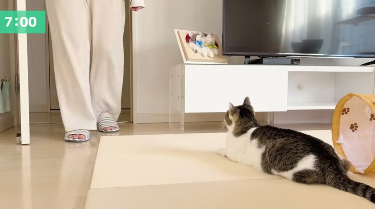 リビングに伏せている猫