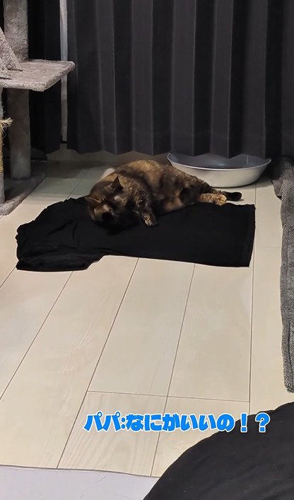 Tシャツに体を預けて横になるうにちゃん