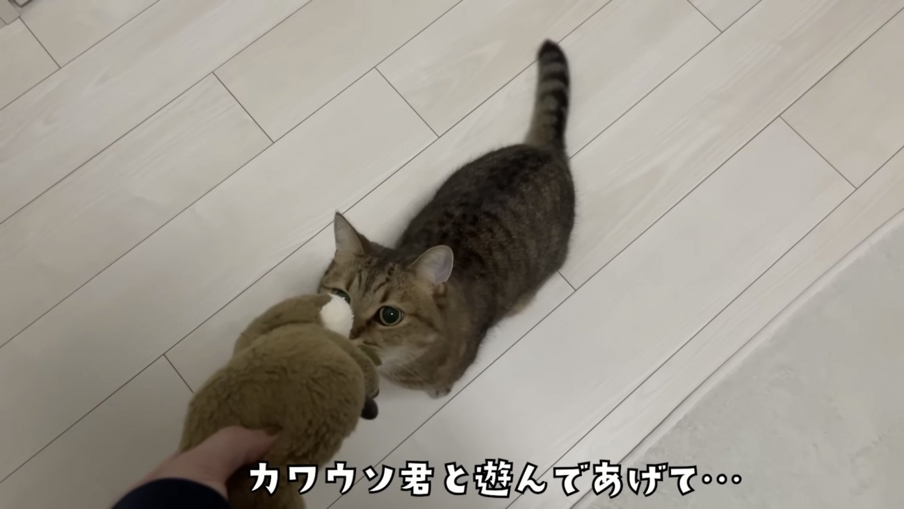 「カワウソ君と遊んであげて...」のテロップ写真