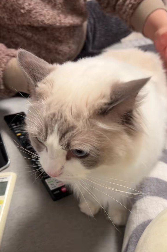 抱っこされる猫