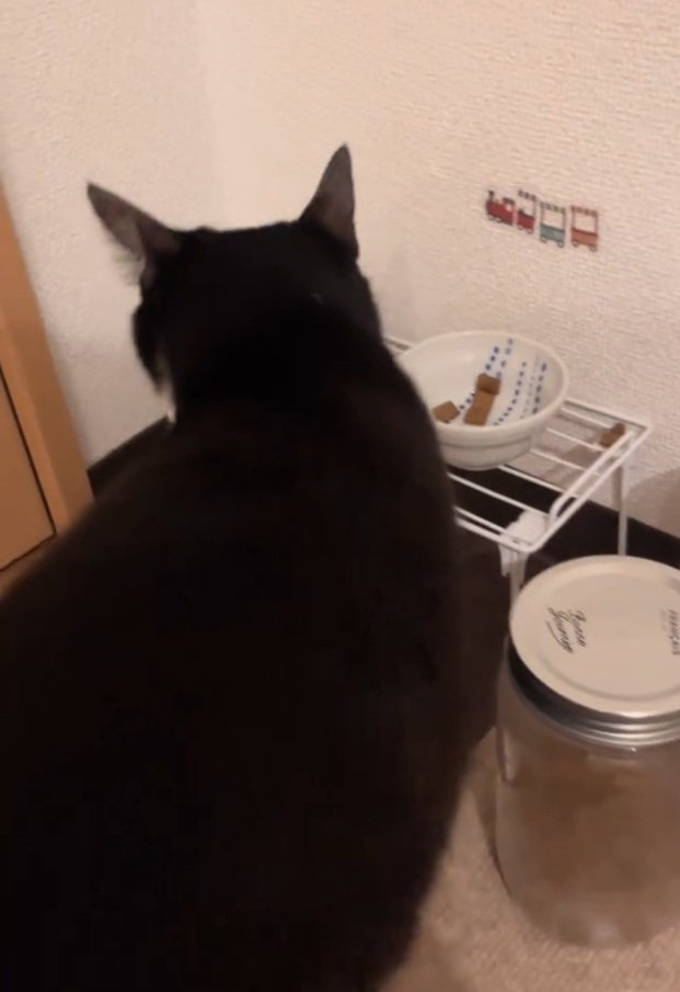 ご飯を食べようとする猫