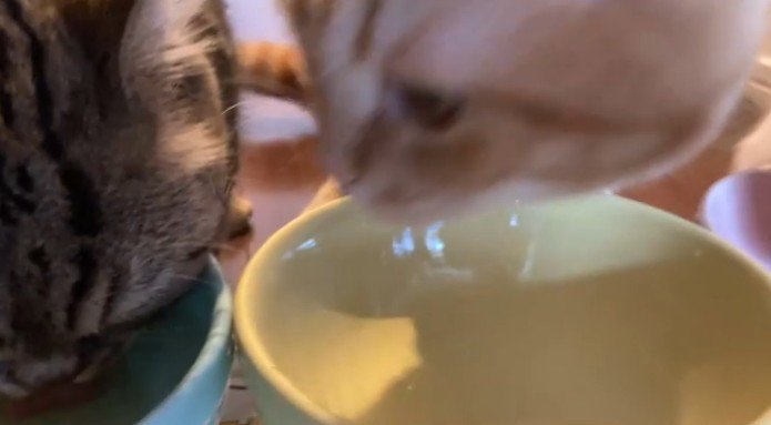 左を向く茶トラ