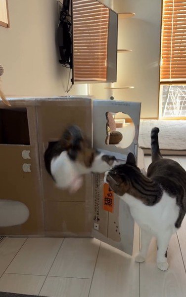 段ボールハウスの中に入ろうとしている猫とそれを見ている猫