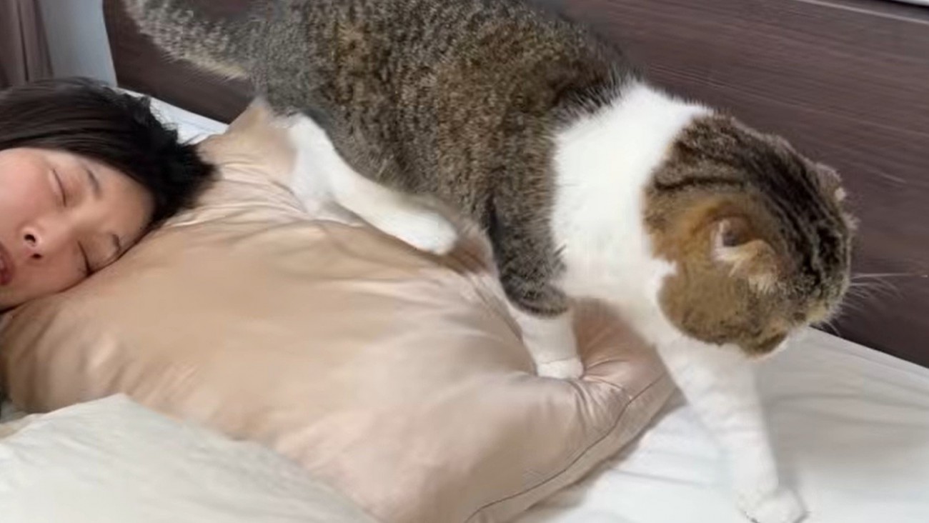 女性の枕元を歩く猫