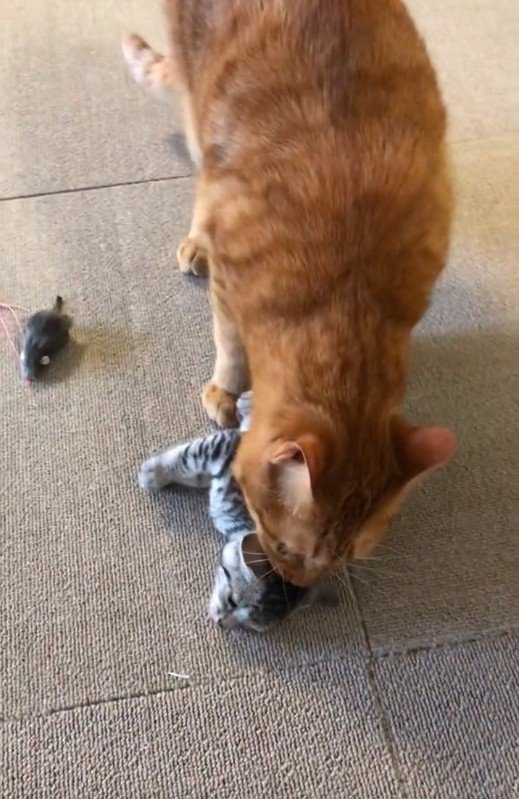 子猫の首元を噛んでいる大人の猫