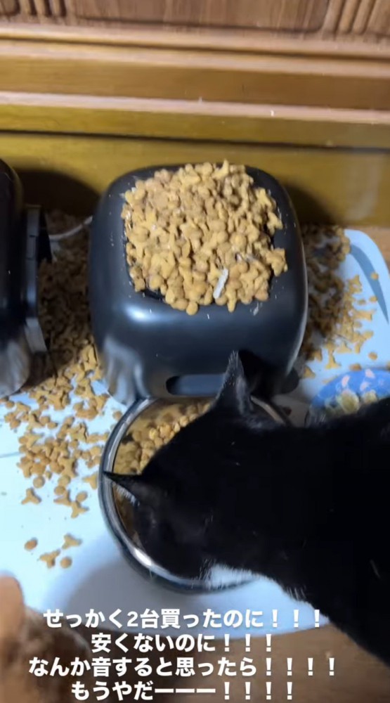 飼い主の目を掻い潜ってごはんを食べるハチワレ猫