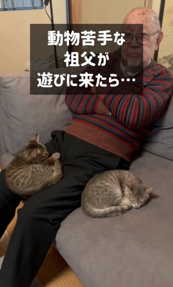 おじいちゃんと2匹の猫