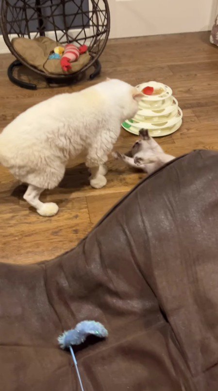 手足をばたつかせて成猫を見上げる子猫