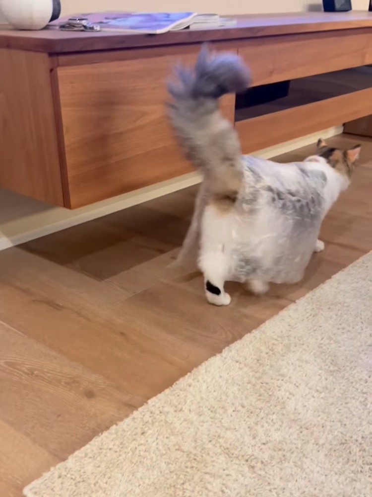 歩いて去っていく猫