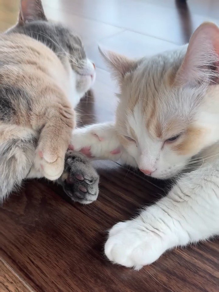 前足をくっつけて寝る2匹の猫