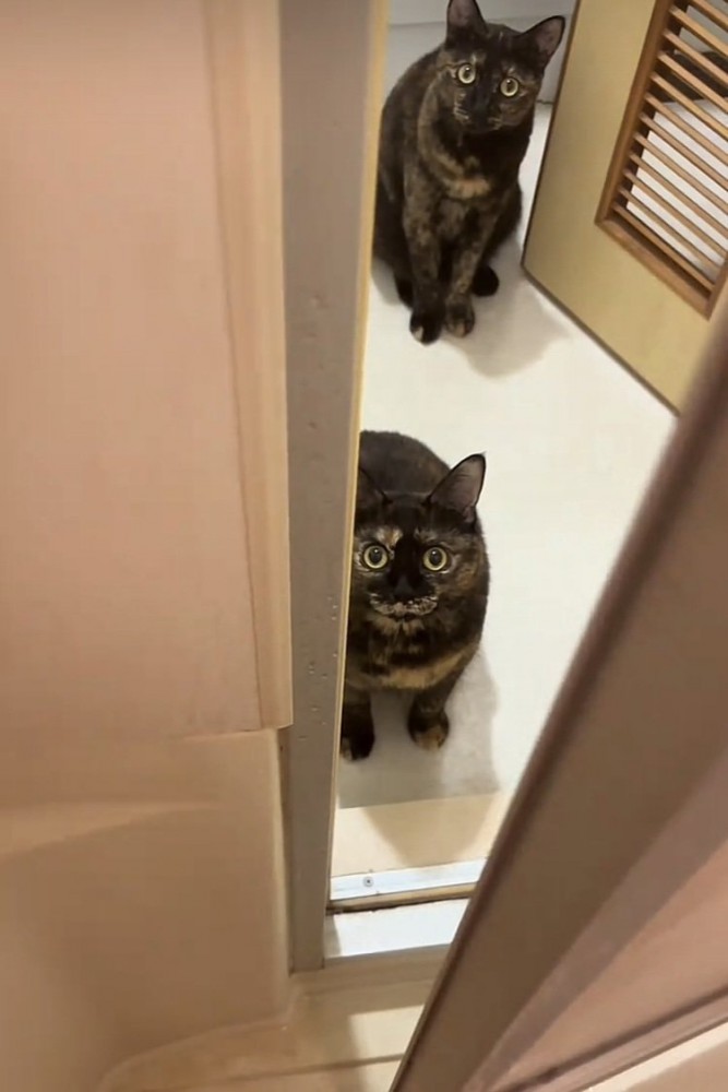お風呂場の前でママを見上げる2匹のサビ猫