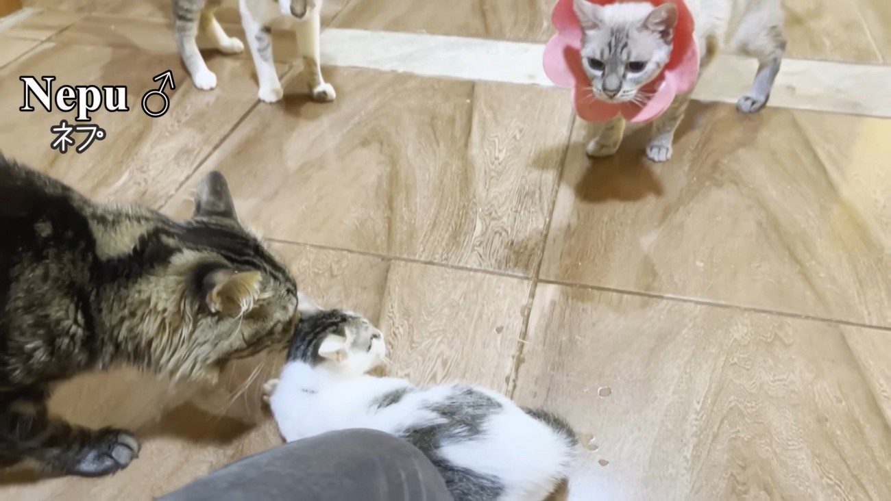 子猫に近づくネプくん