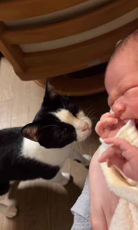 赤ちゃんを見ている猫