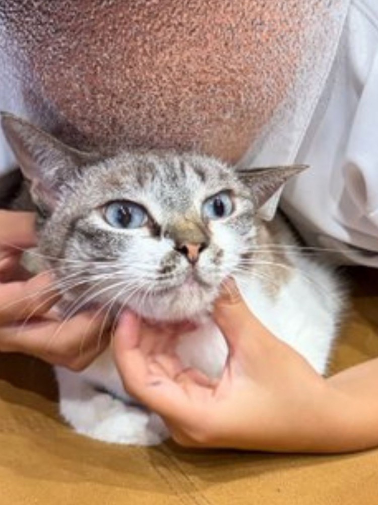 子供に抱かれた猫の表情