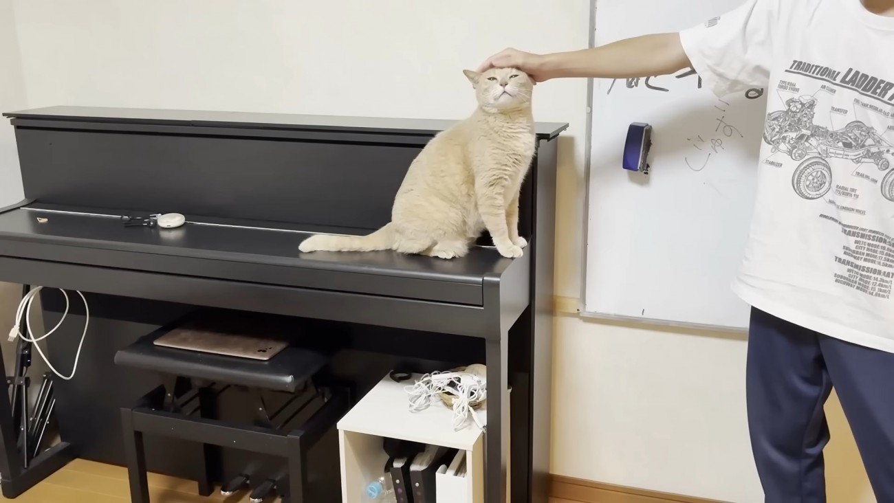ピアノにお座りして頭を撫でてもらう猫ちゃん