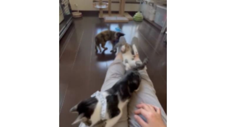 室内にいる猫たち