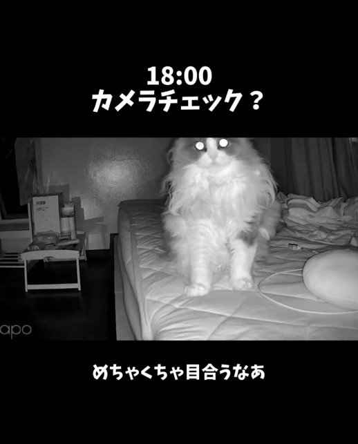 ベッドの上に座っている猫