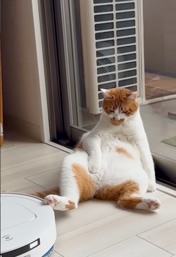 お掃除ロボットを蹴る猫