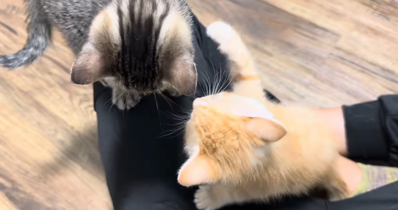 飼い主に群がる猫たち1