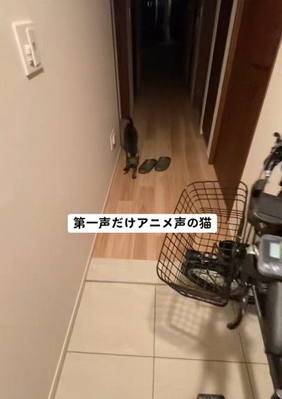 飼い主を見上げる猫