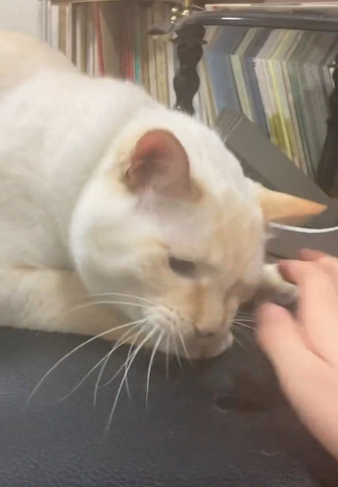 またイスを噛もうとする猫