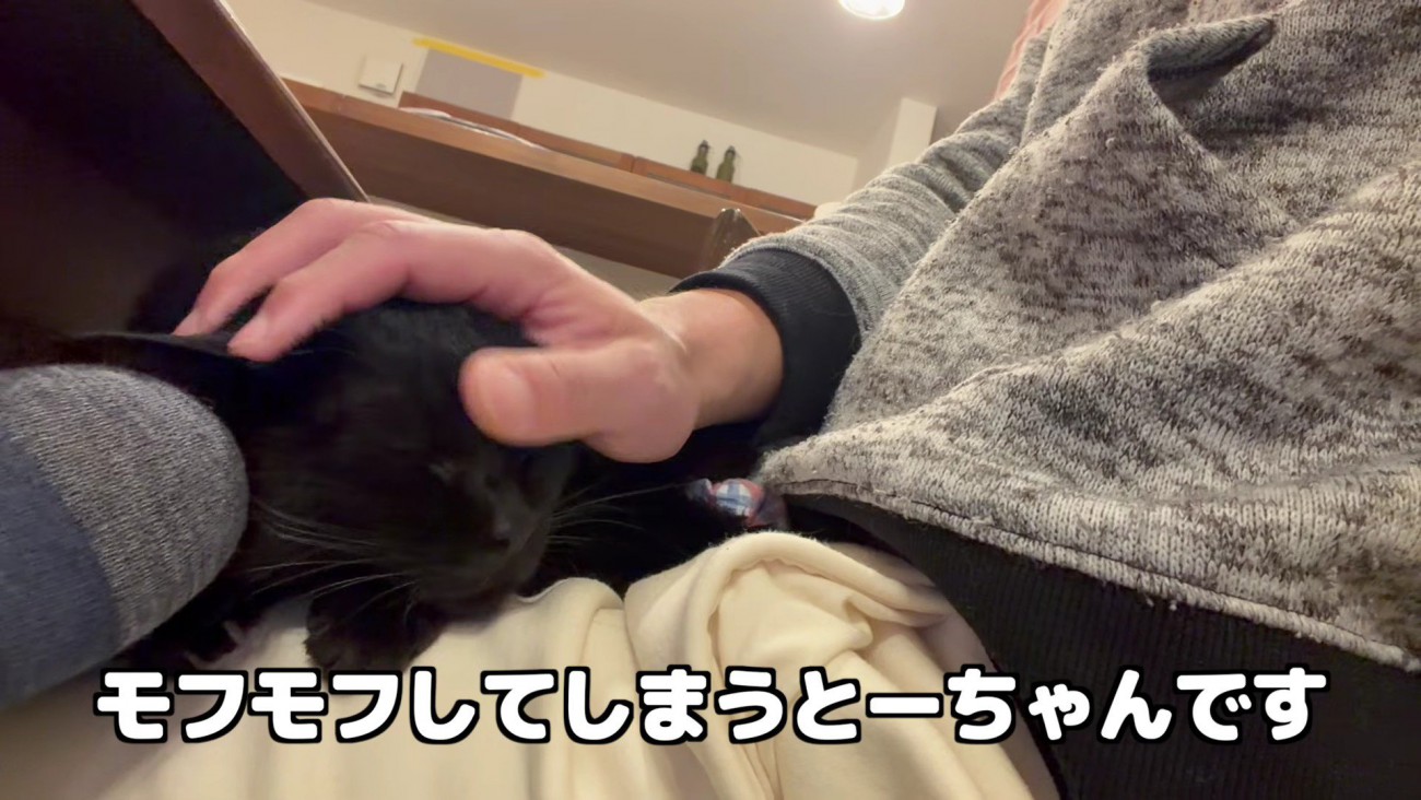 膝の上の貫太さんをモフモフするとーちゃん